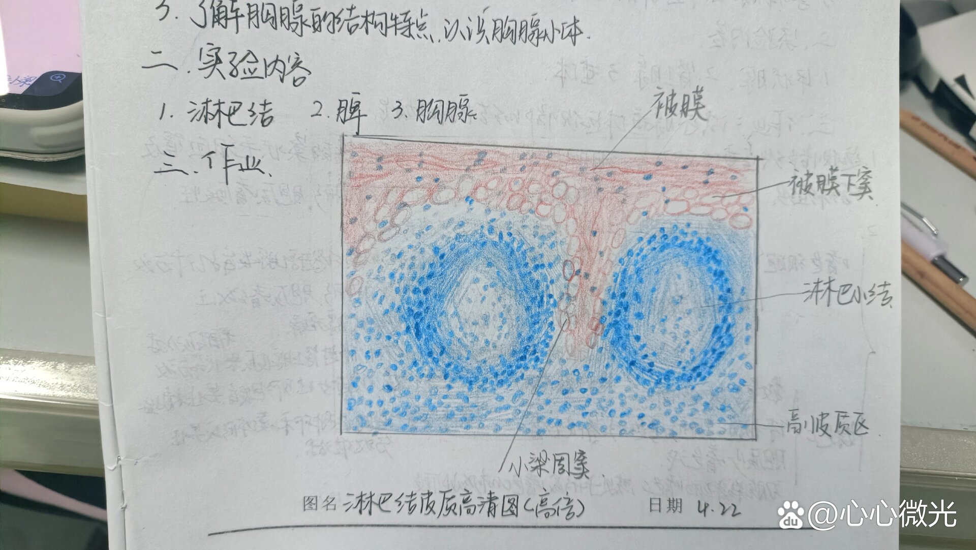 淋巴结皮质手绘图图片