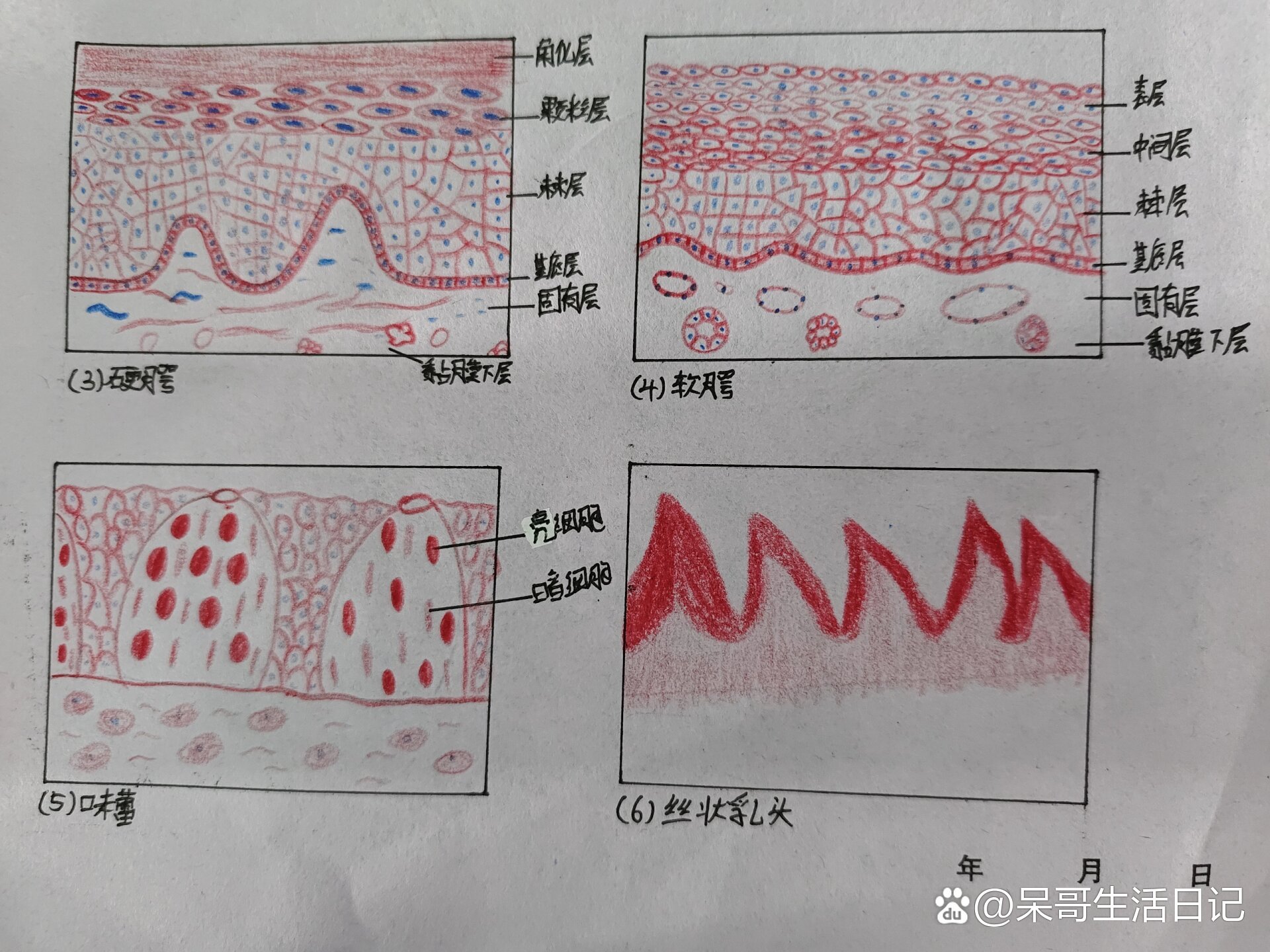 软腭黏膜组织结构图图片