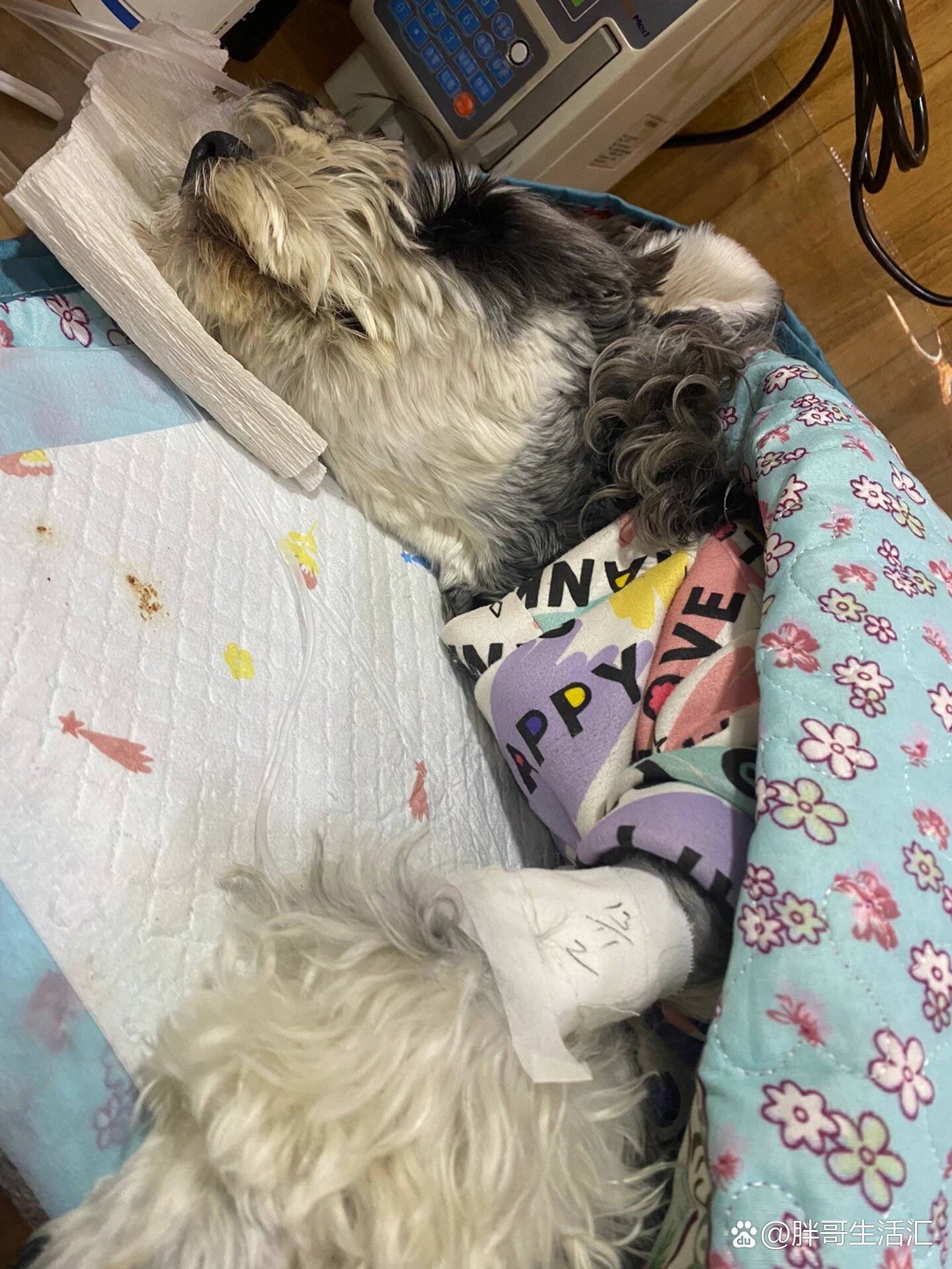 狗狗吉氏巴贝斯虫病后三氮脒中毒