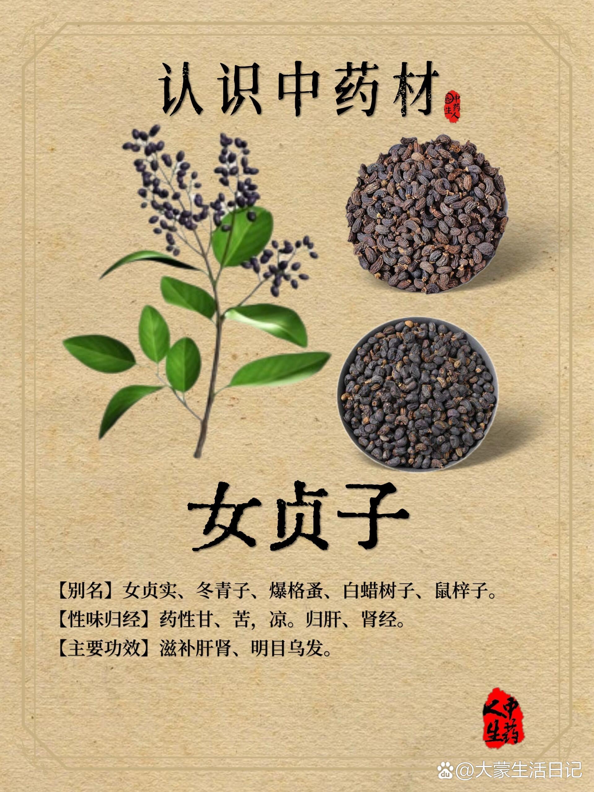 女贞子膏图片