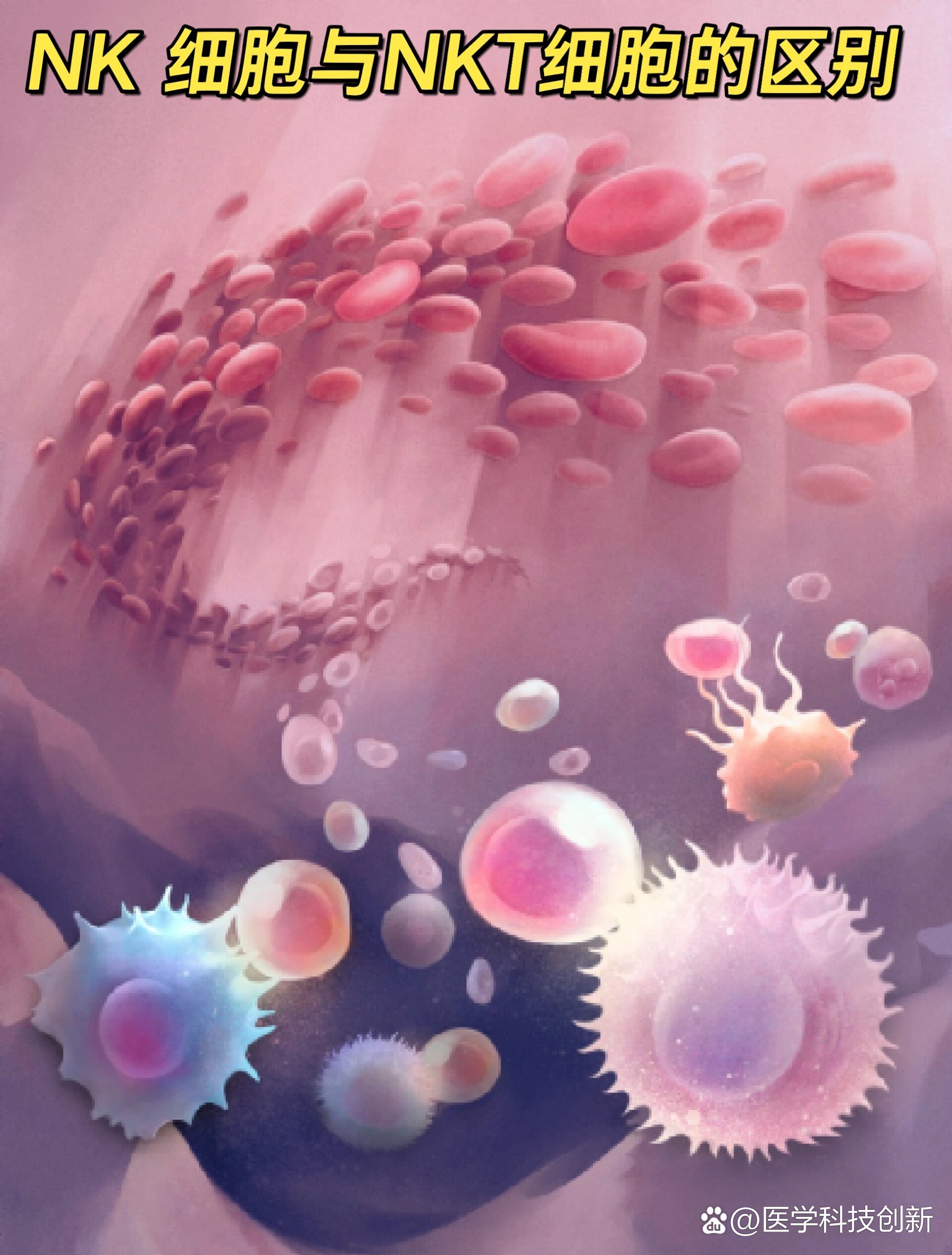 细胞类别: br>01nk是机体重要的免疫细胞,又称自然杀伤细胞; br>
