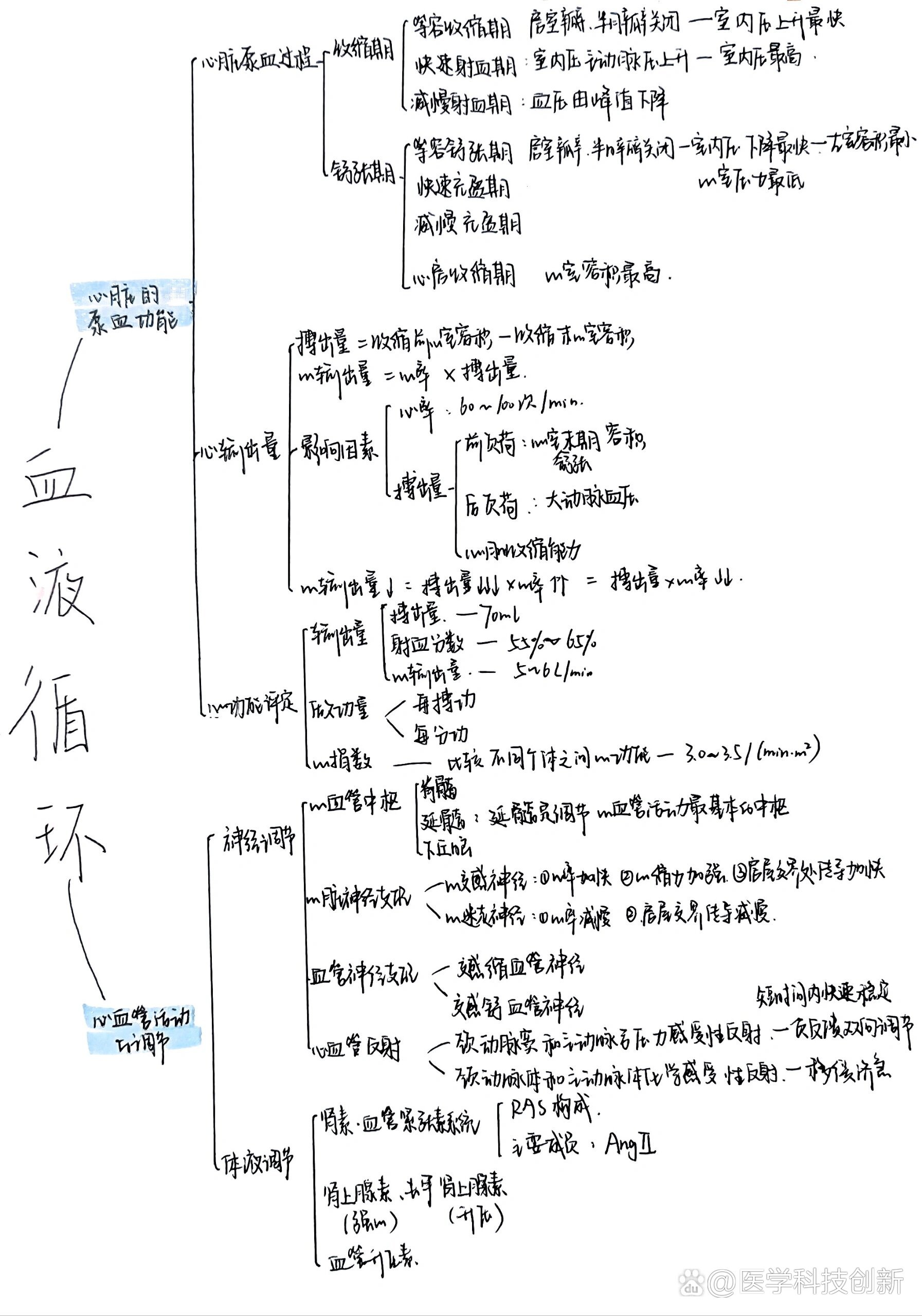 人体的循环思维导图图片