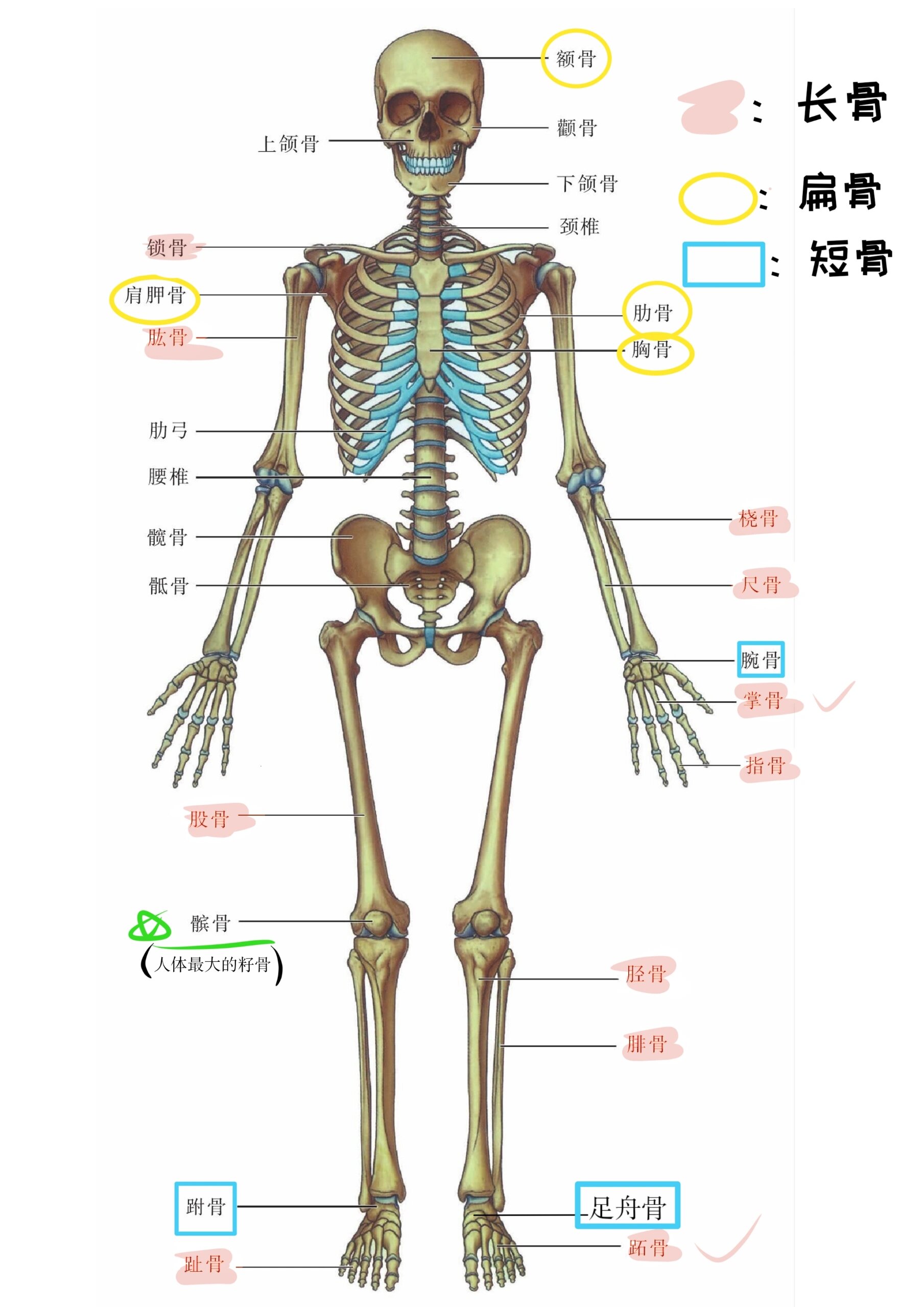 变异构成骨骼图片