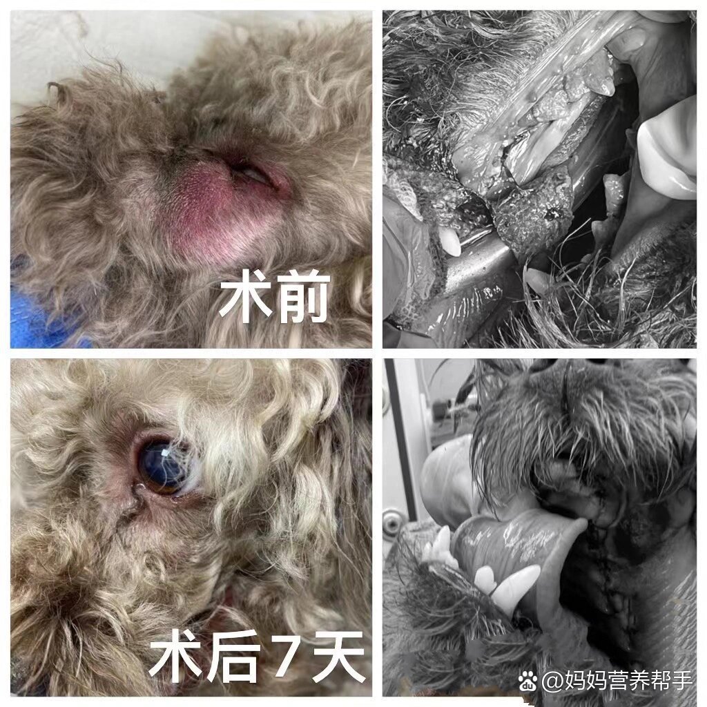 狗狗颜面瘘症状图片