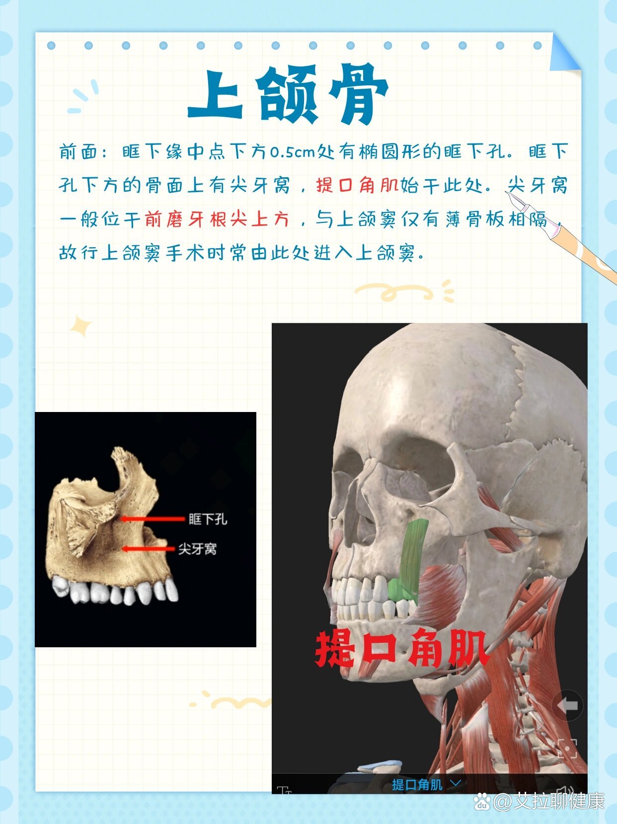口腔解剖生理学‖上颌骨+下颌骨的解剖结构