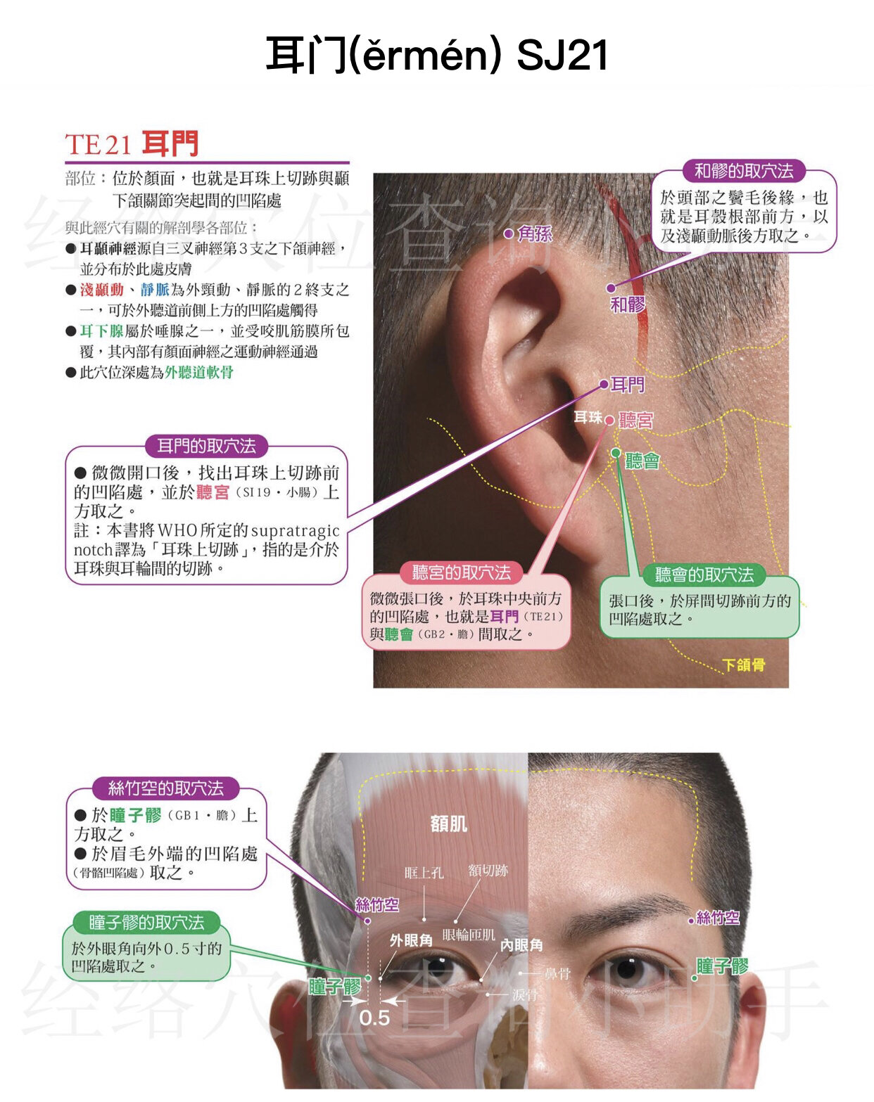 外耳门位于颧骨图片