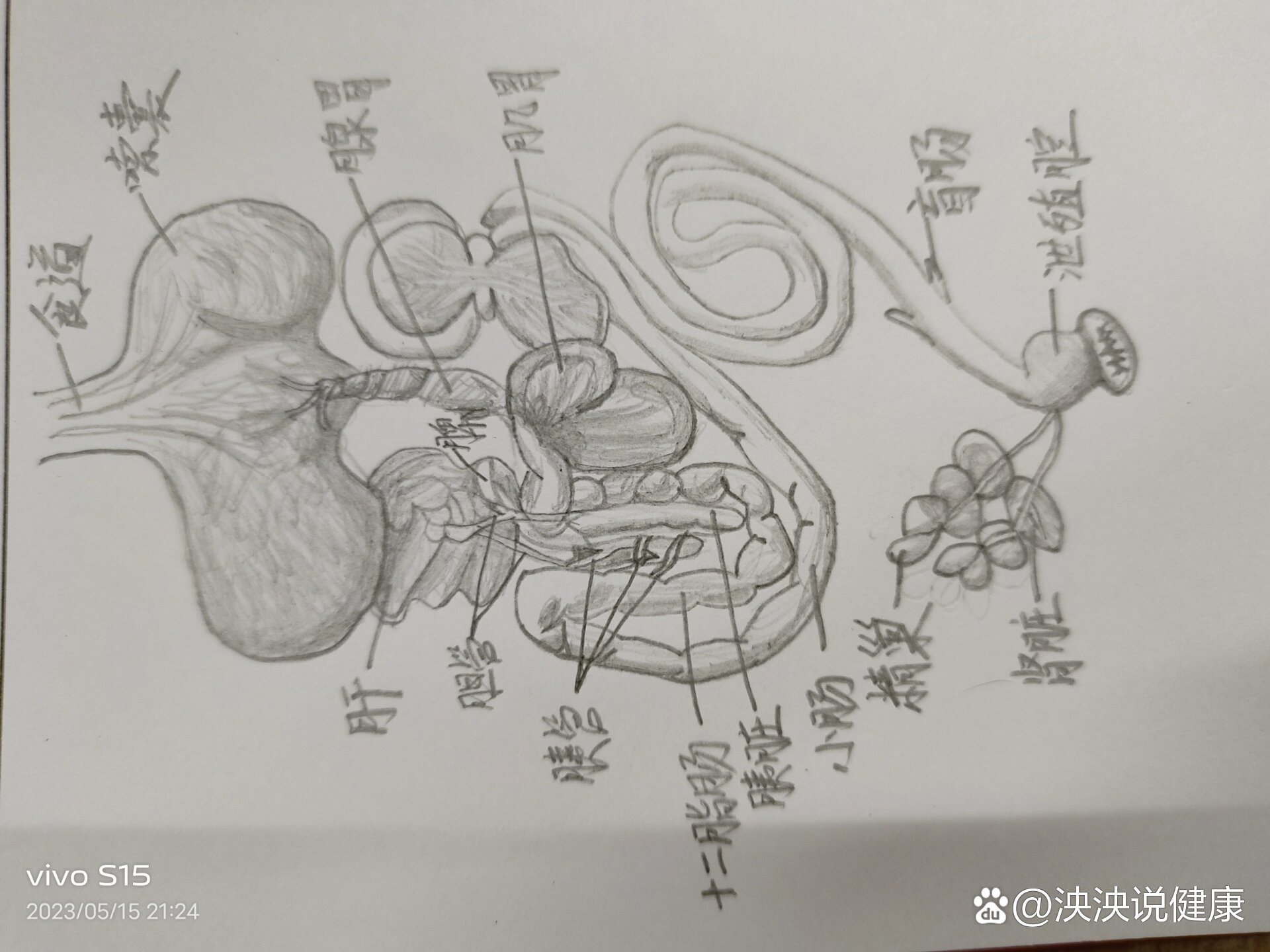 家鸽内部结构图手绘图片