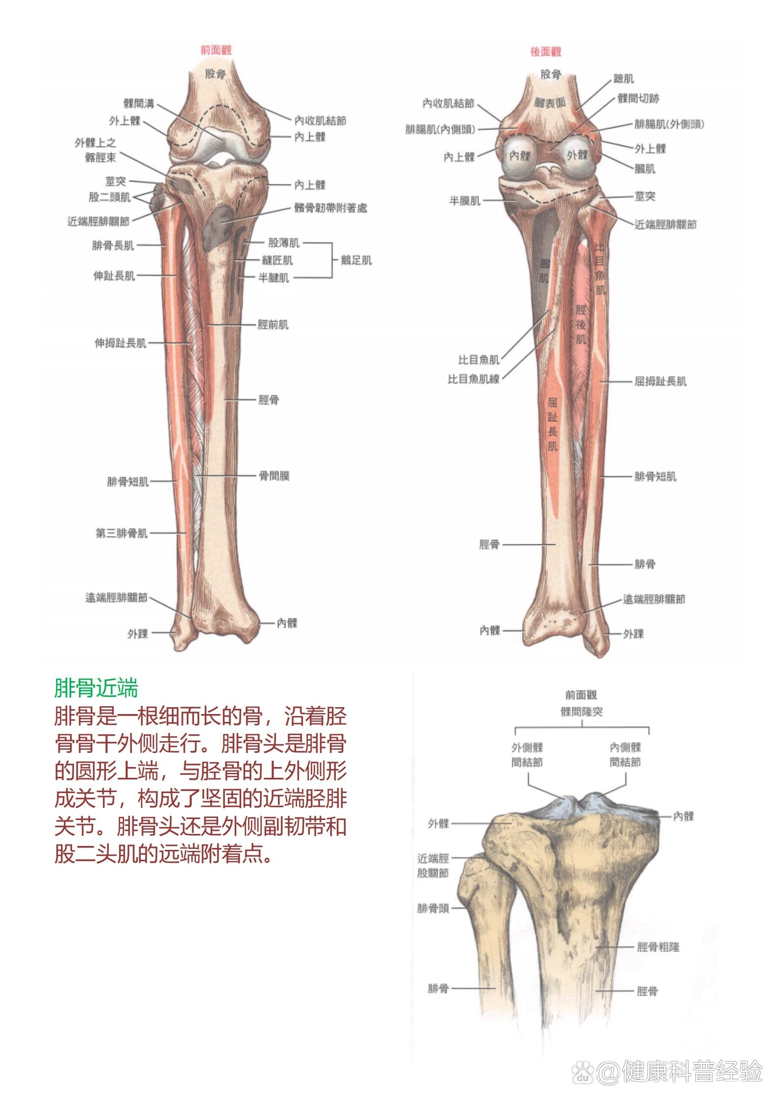 膝关节的基本结构图图片