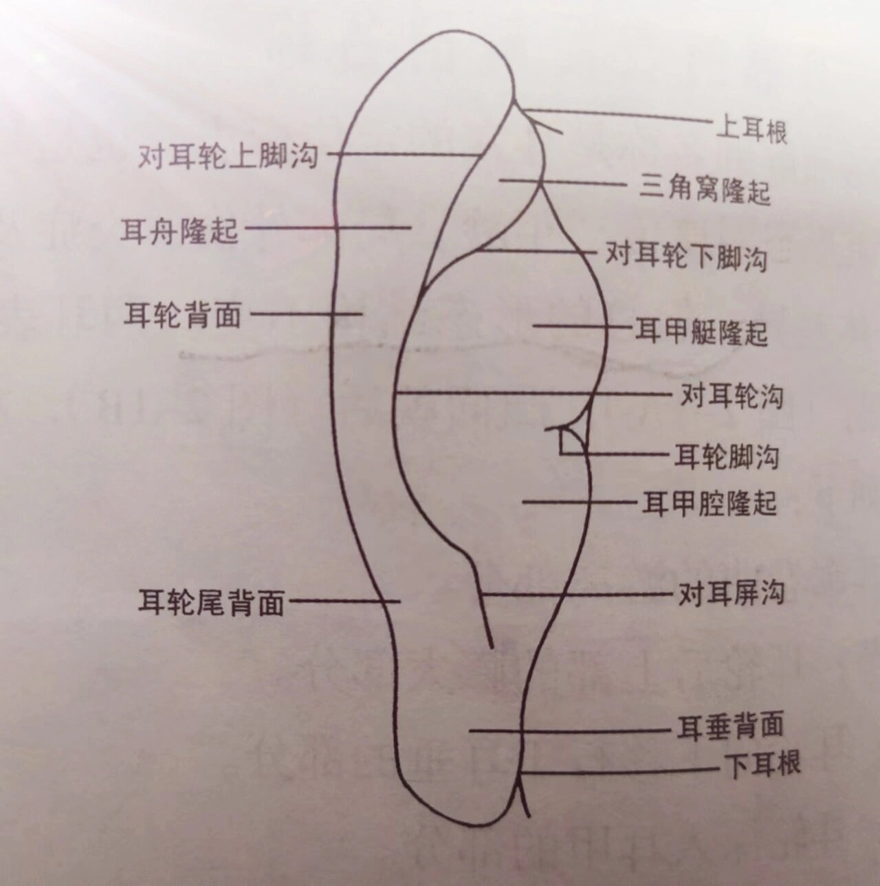 中医【耳穴定位】疗法～耳廓背面解剖名称