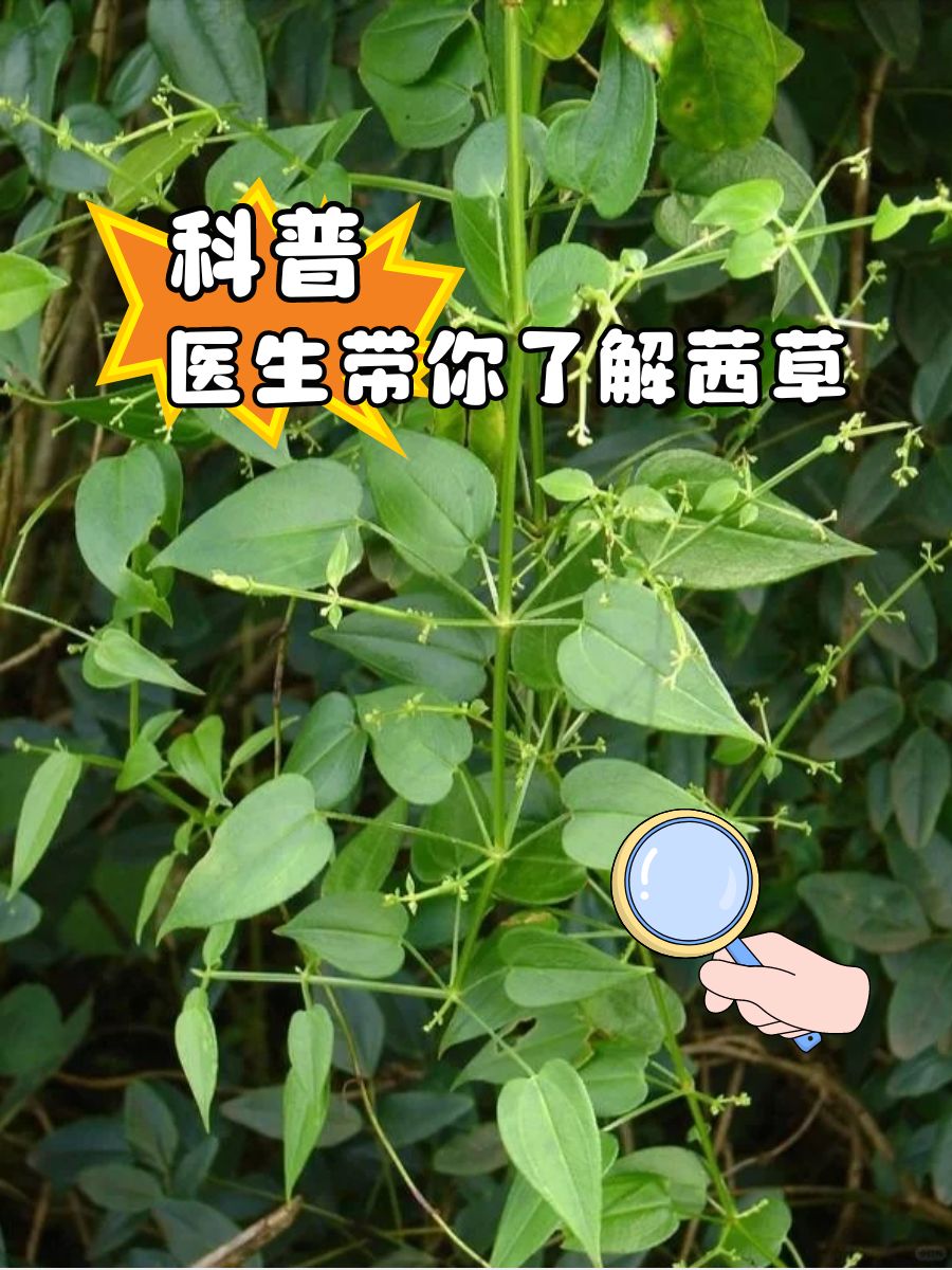 茜草的功效与作用图图片