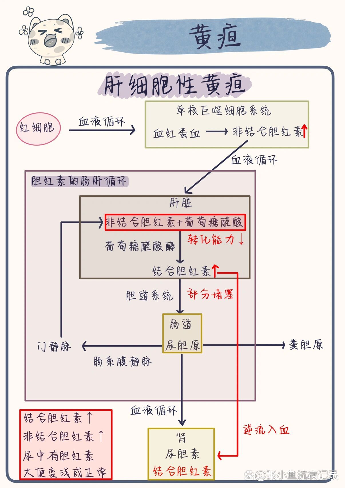 胆红素的代谢途径图片