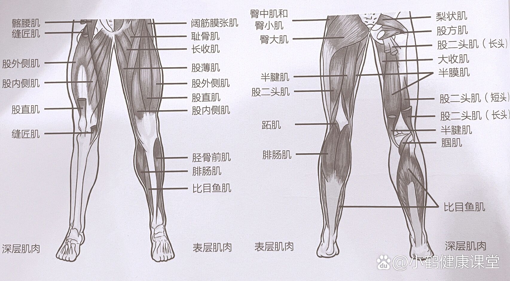 在矢状面上