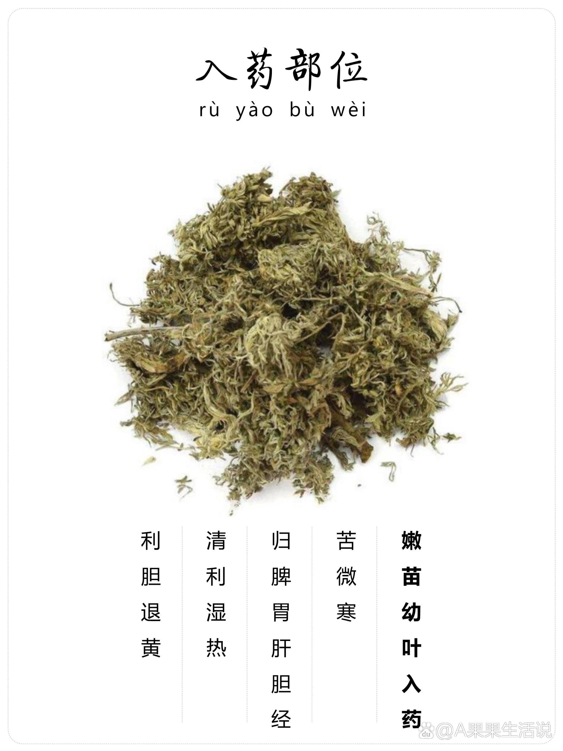 茵陈草药主治功能图片