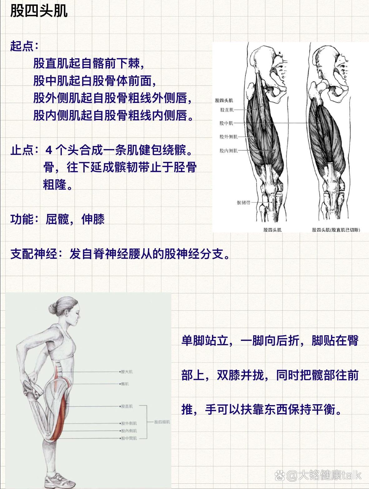 p 股四头肌