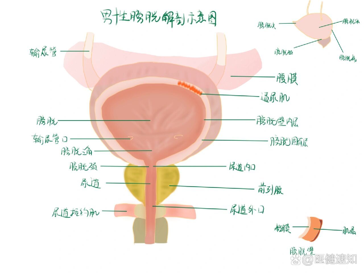 手绘膀胱解剖结构图