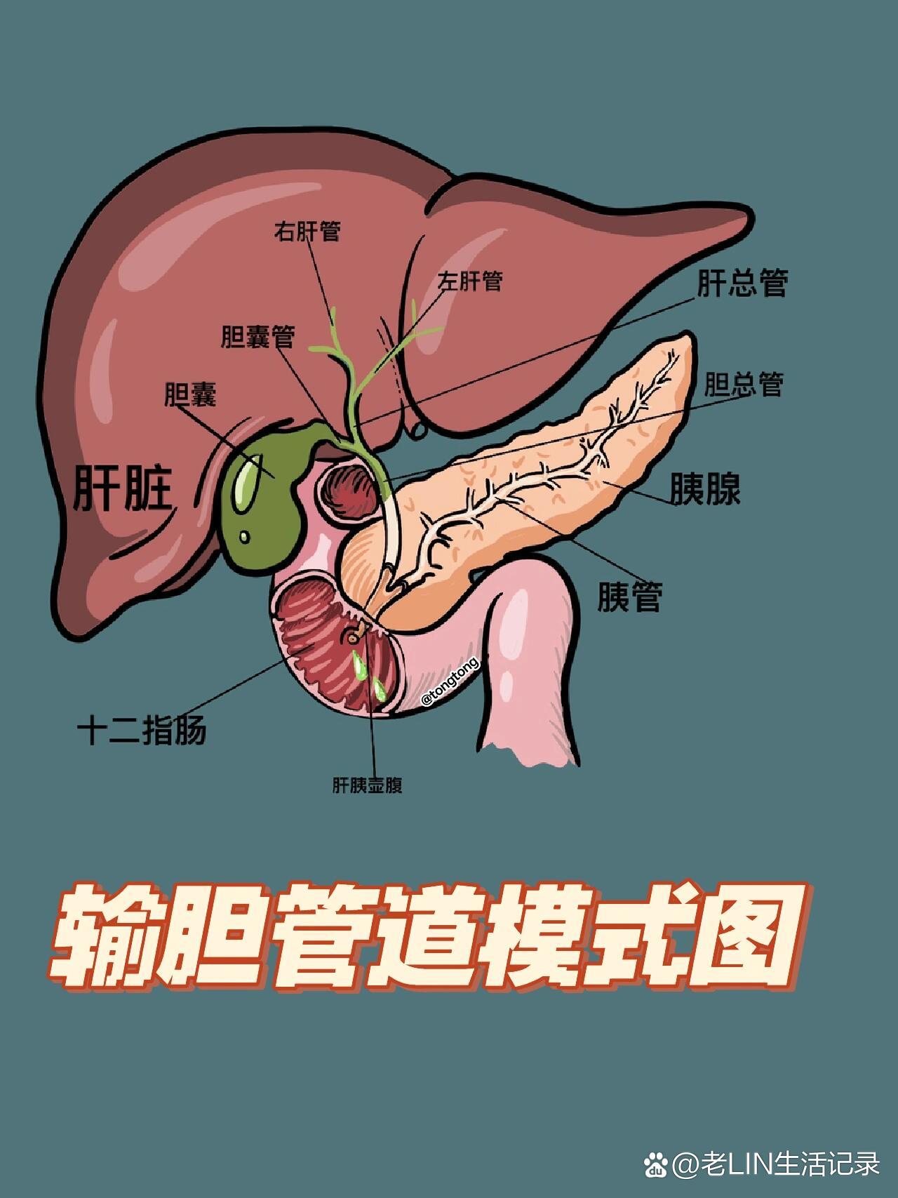 医学插画输胆管道模式图