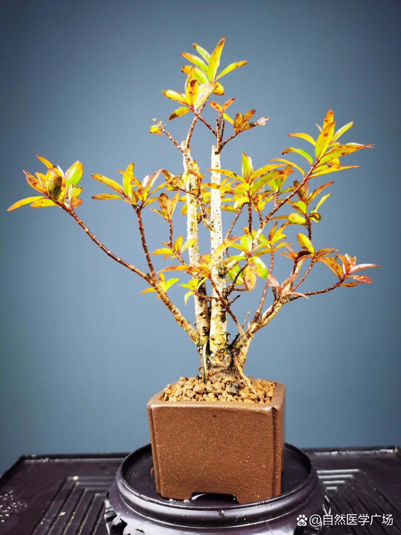 好看的水杨梅盆景