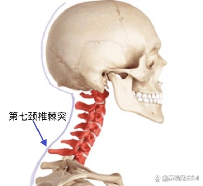 99骨性标志体表定位