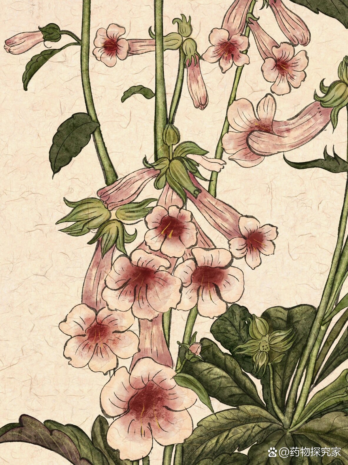 手绘植物图鉴|地黄