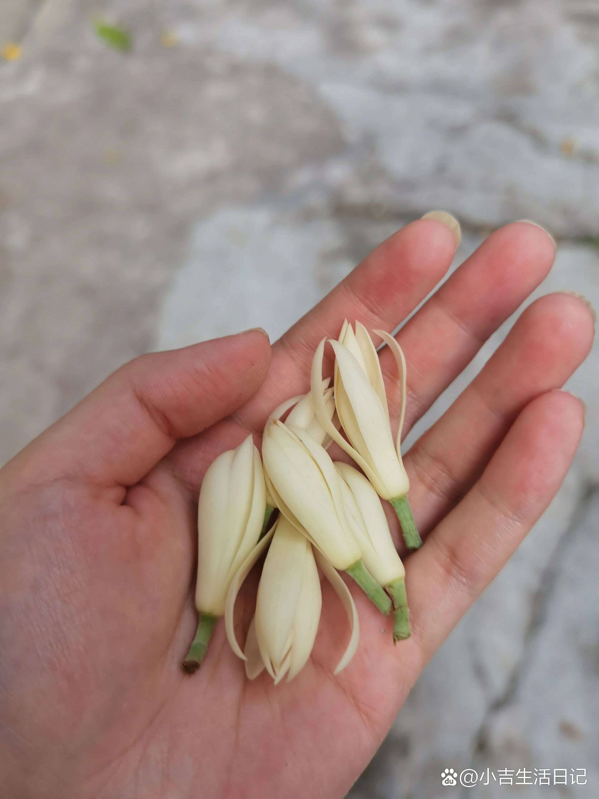 黄果兰泡酒专治蚊虫叮咬,从小用到大