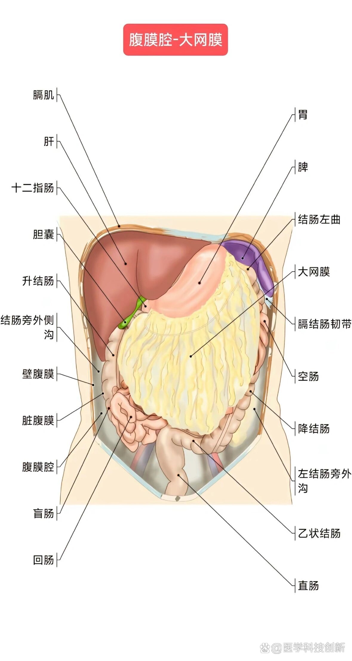 腹部解剖图高清图片