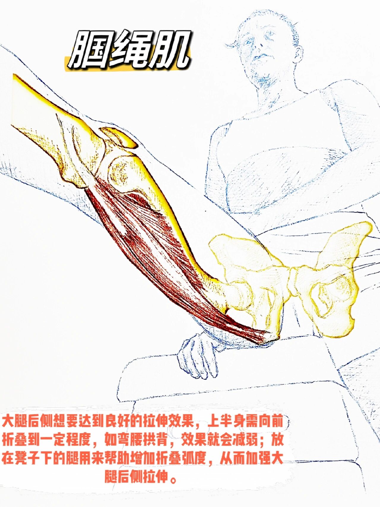 解剖大腿后侧肌群