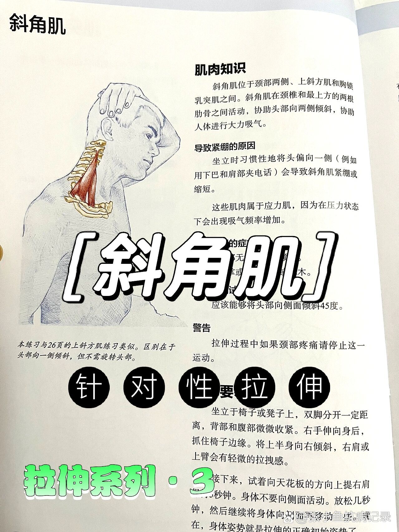 前中后斜角肌图片