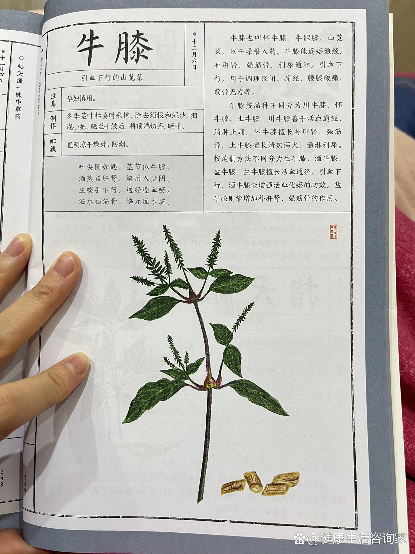 牛膝:补肝肾,强筋骨73