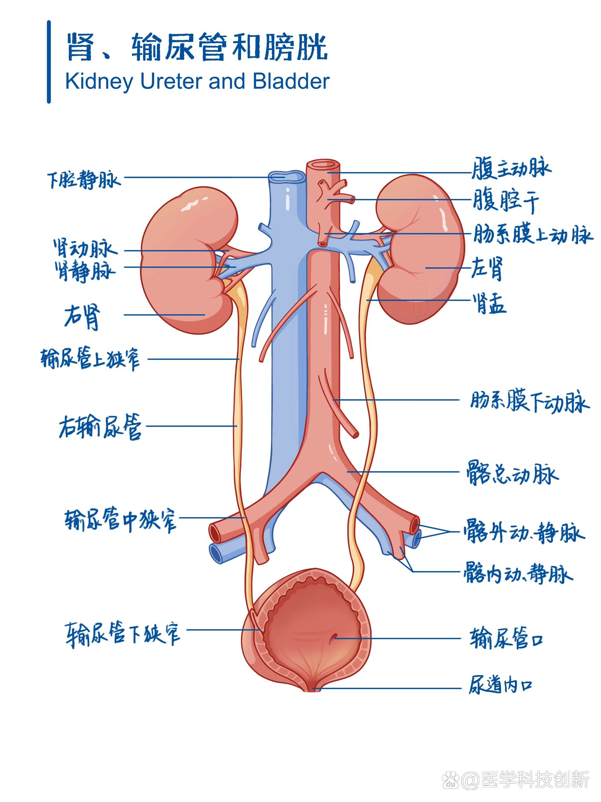 女性输尿管走形图片图片