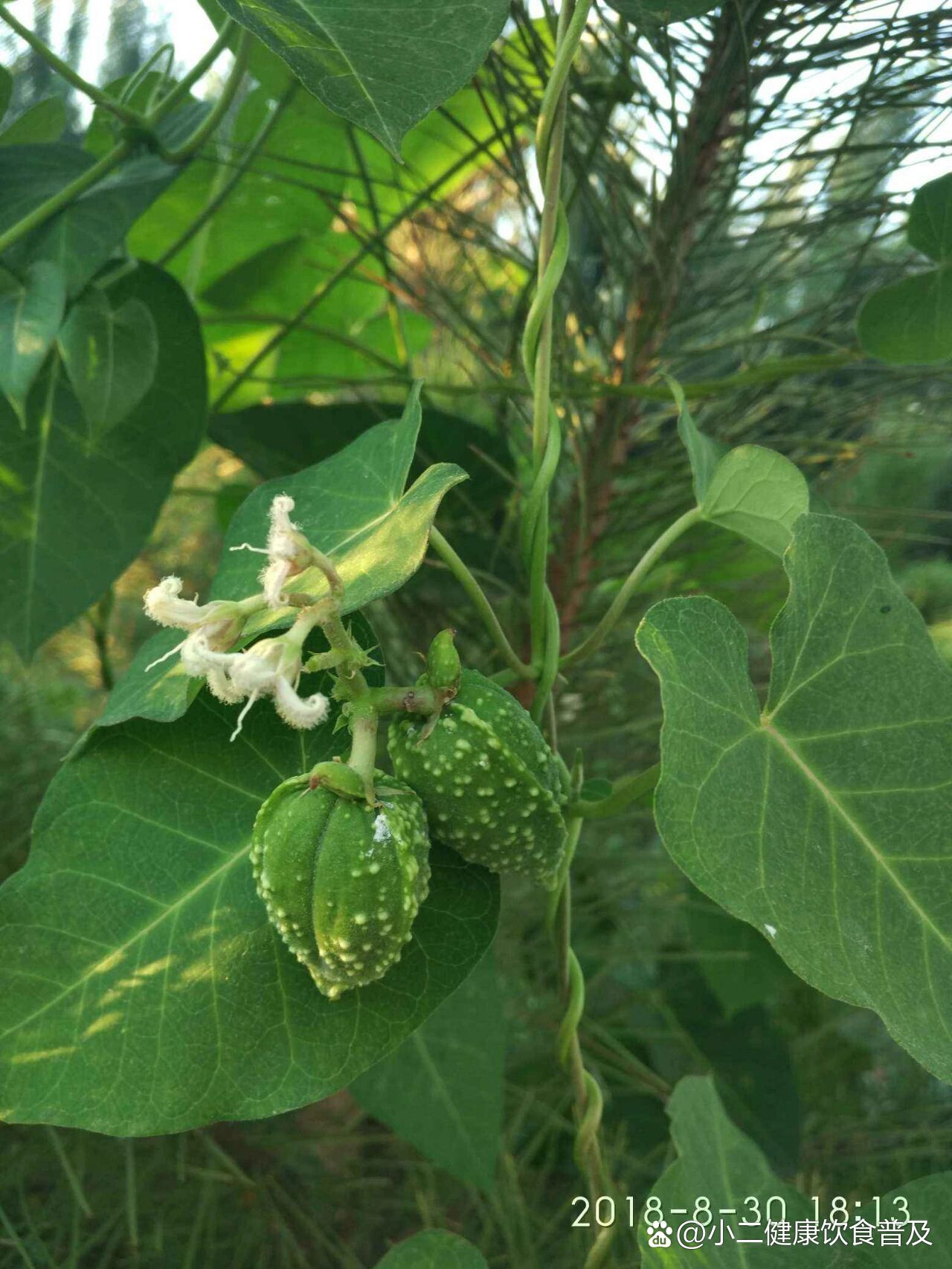 萝藦可以治疗瘊子,刺瘊