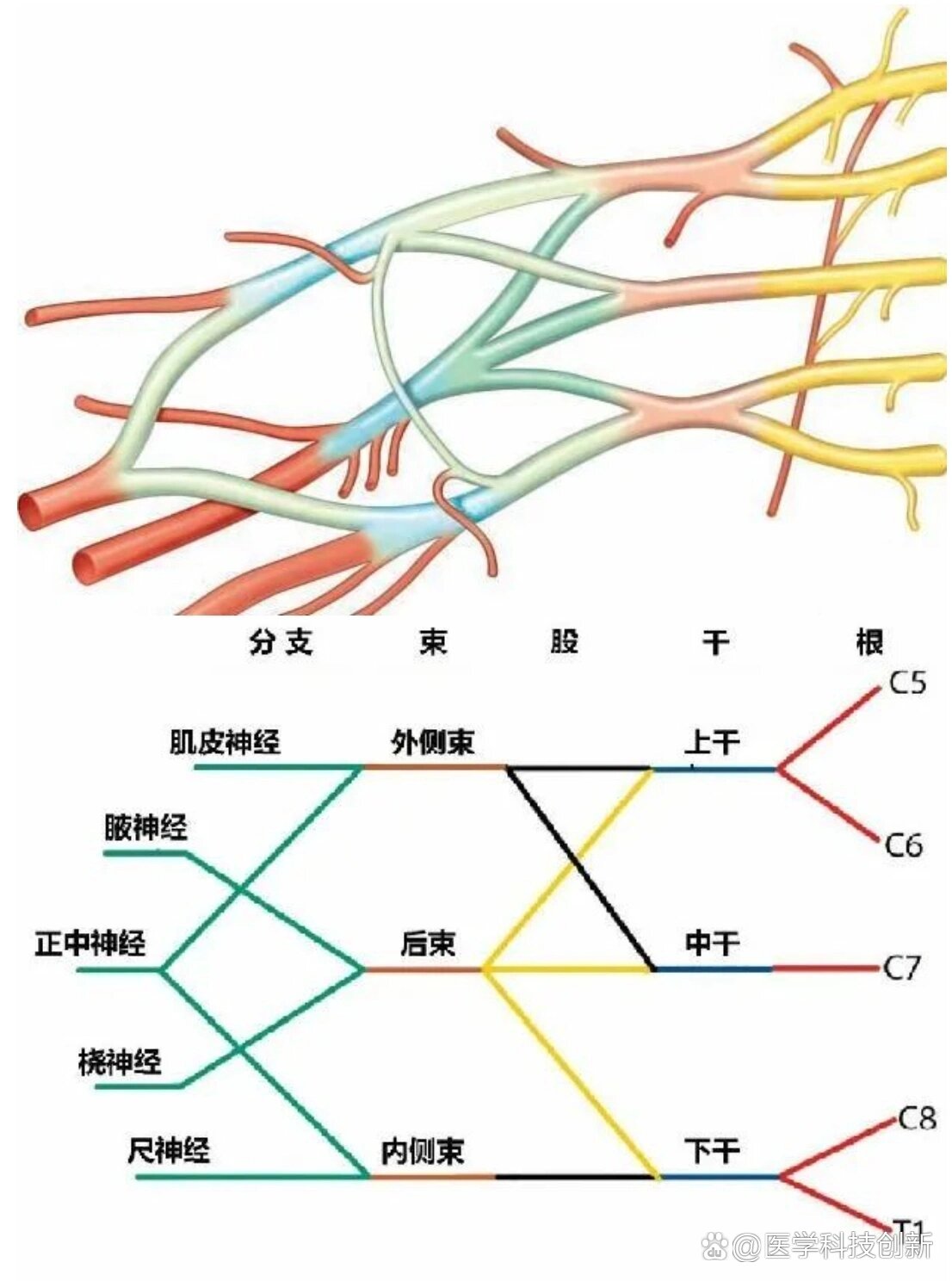 解剖学习 臂丛神经