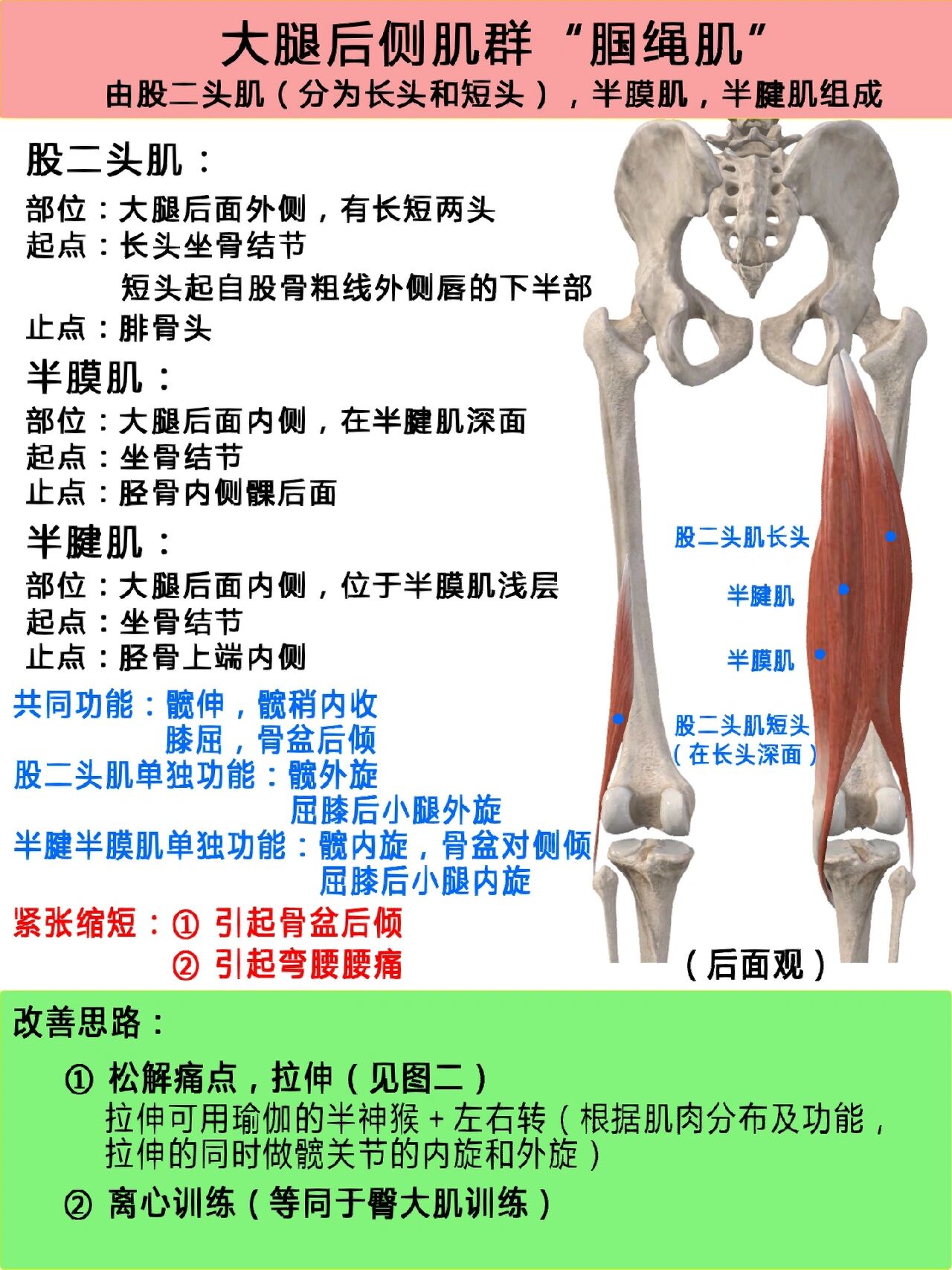 腘窝肌腱解剖图图片