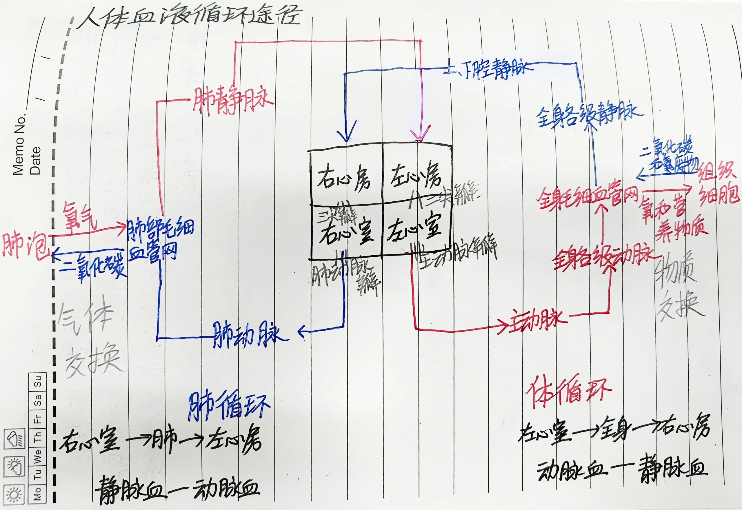 人体的血液循环路径图图片