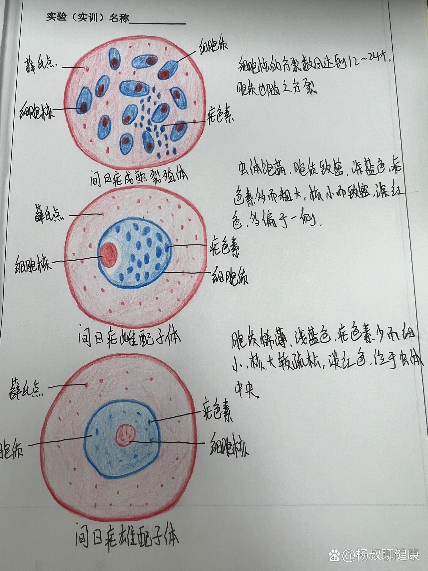 恶性疟原虫铅笔手绘图图片