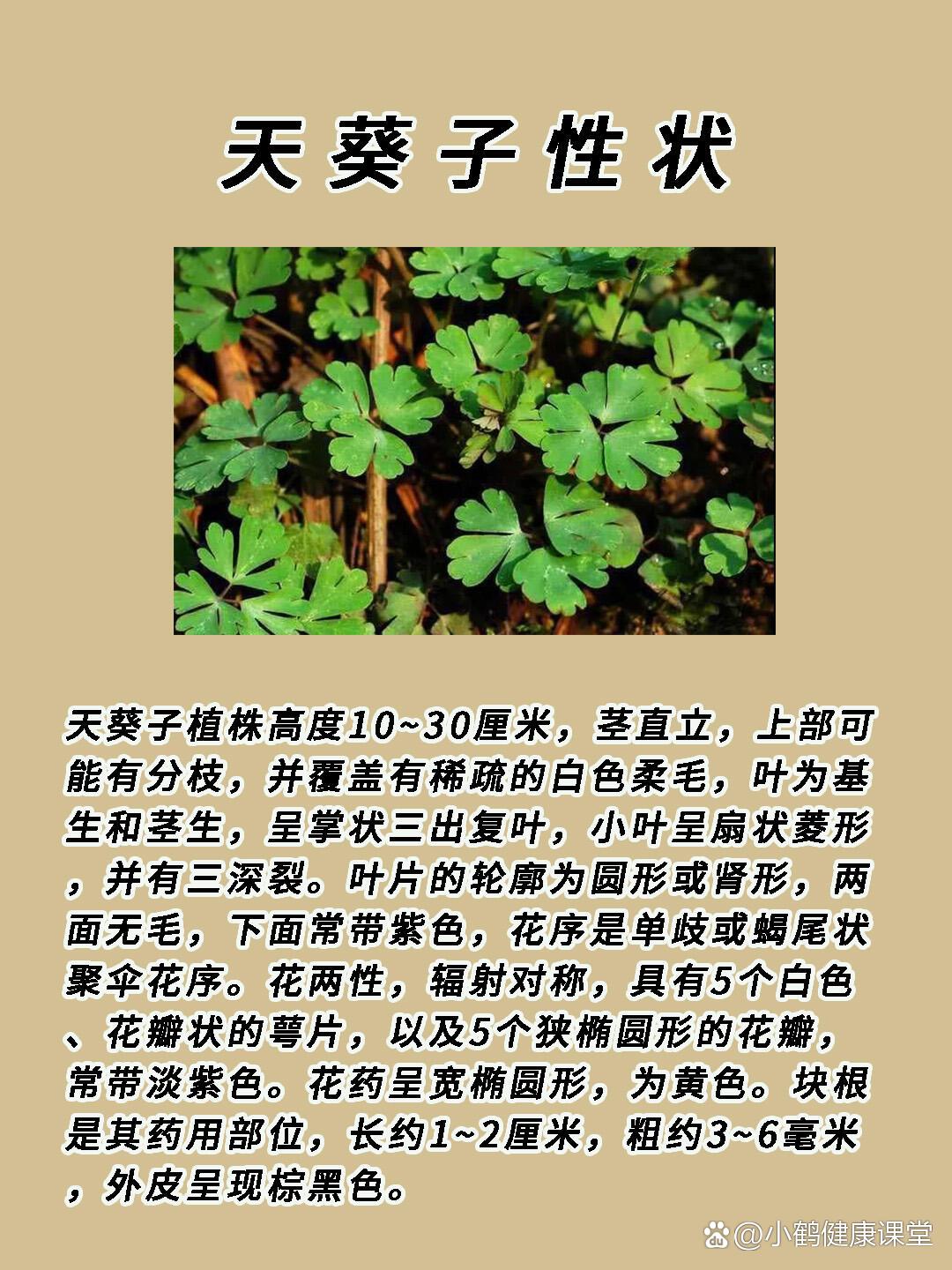 第二十一期61每天认识一味中药材——天葵子
