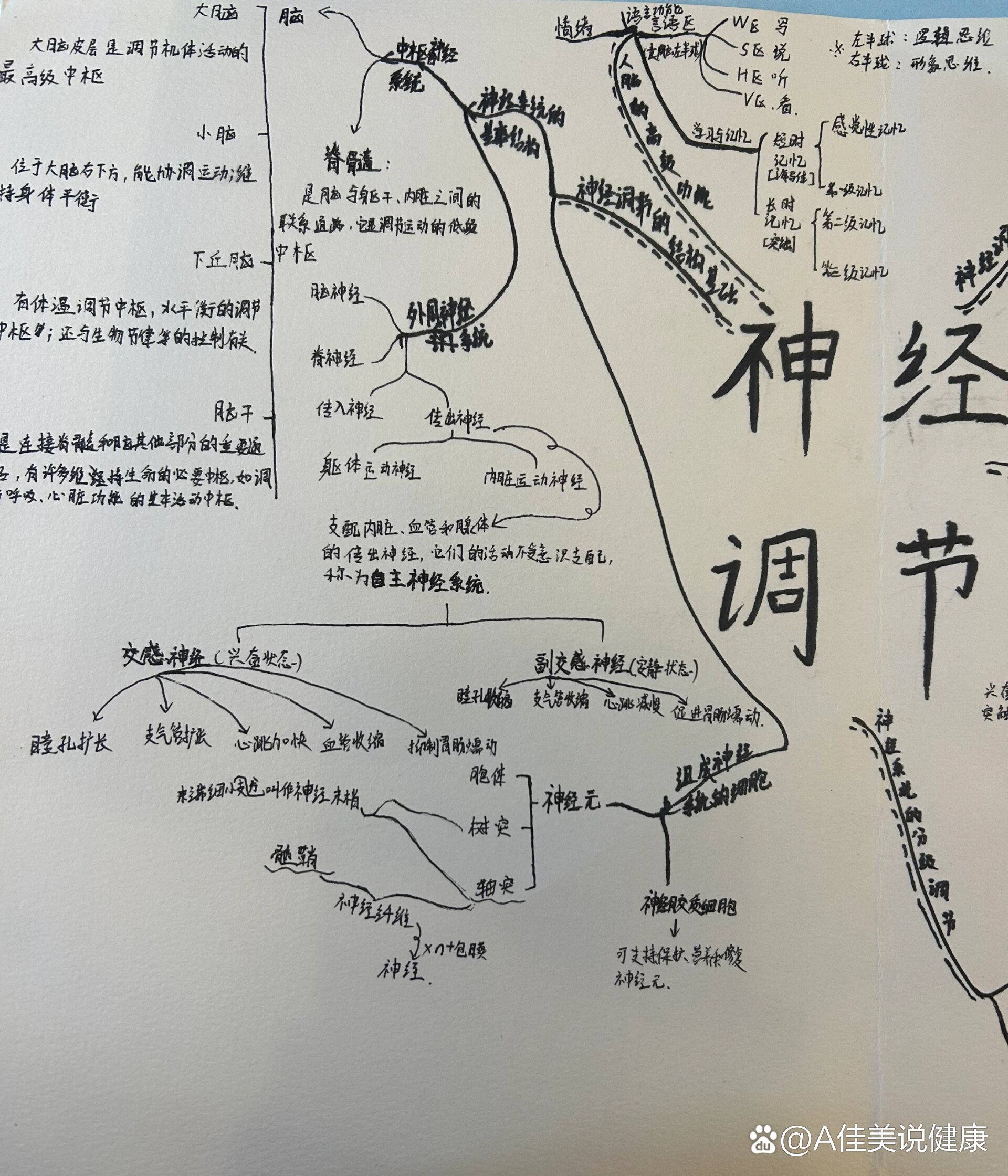 神经调节思维导图