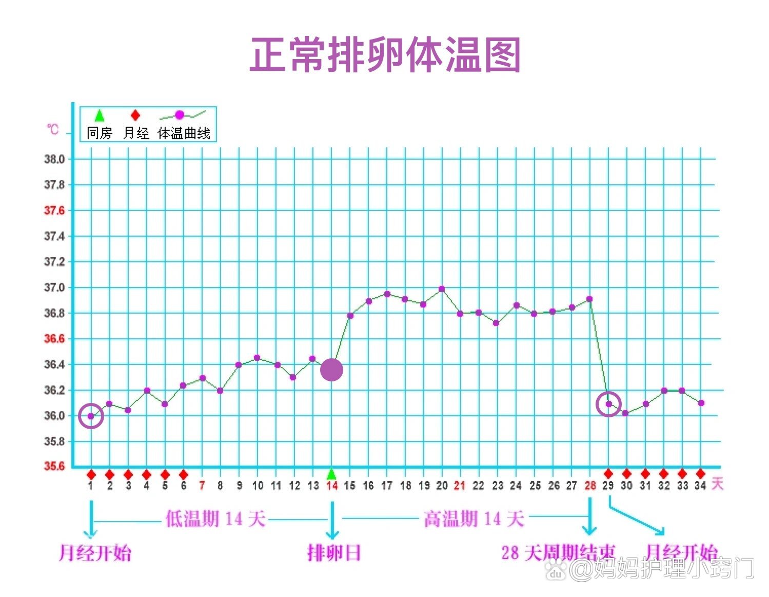 【基础体温】关于排卵备孕,孕初期那些事