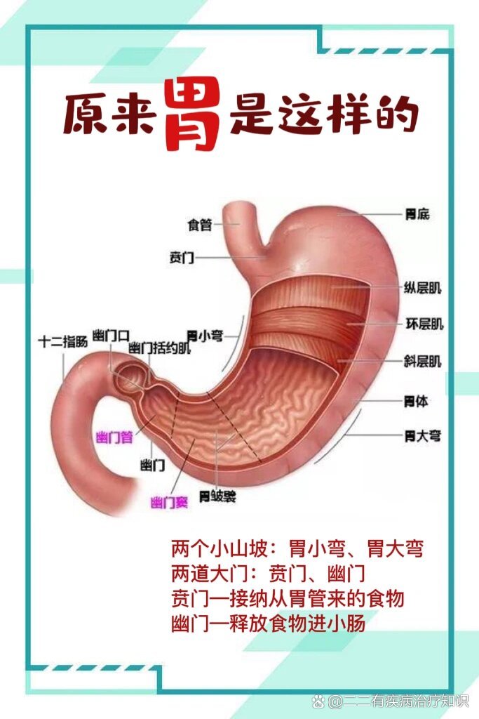 原来胃是这样的7515