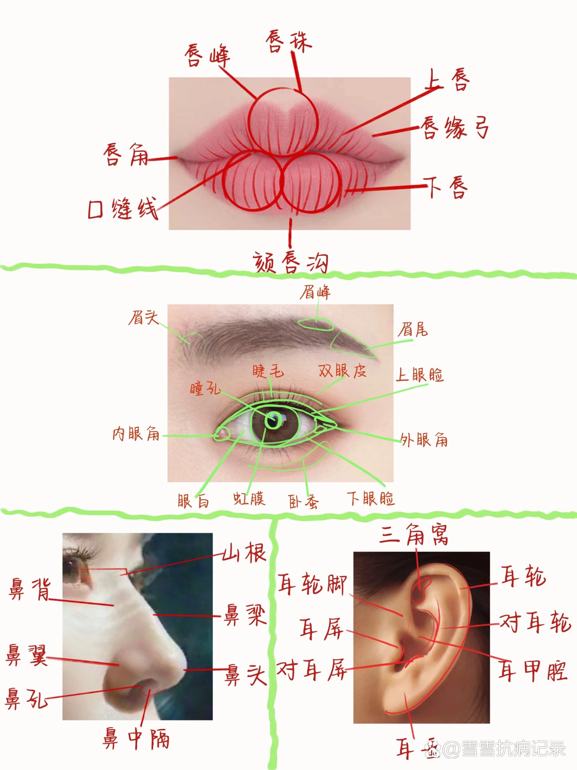 一张图搞懂五官结构名称