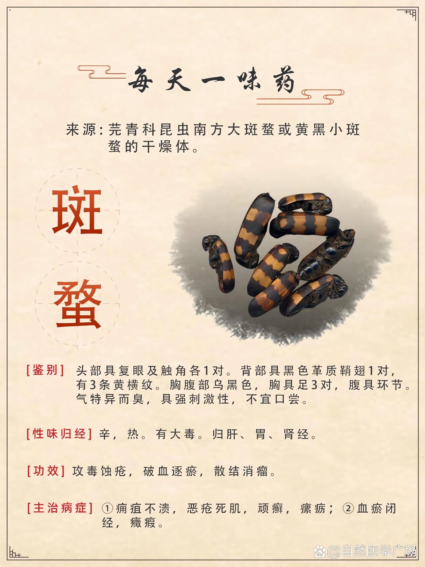 斑蝥的功效图片