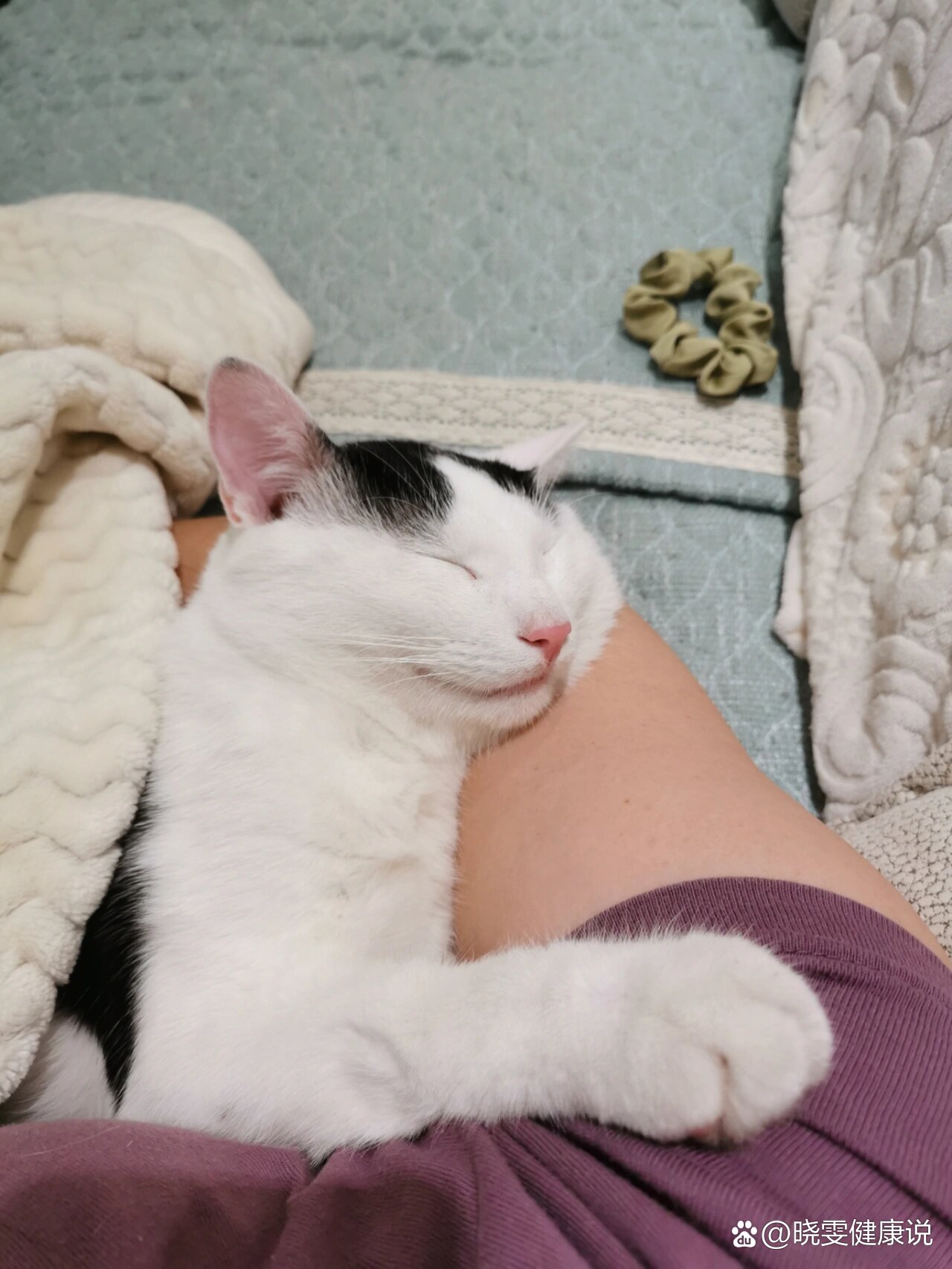 孕期被家里的猫踩肚子