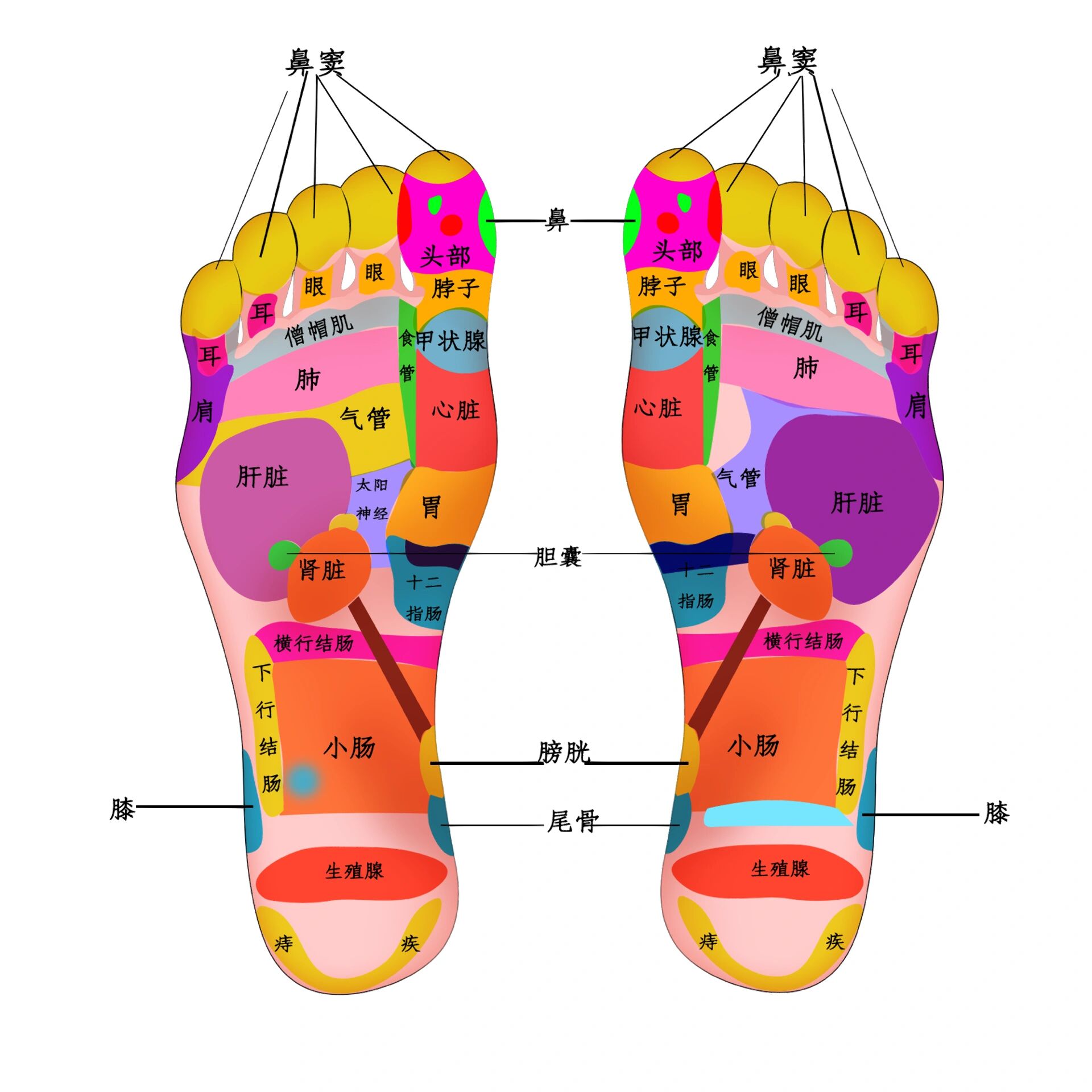 脚底心的准确位置图片图片