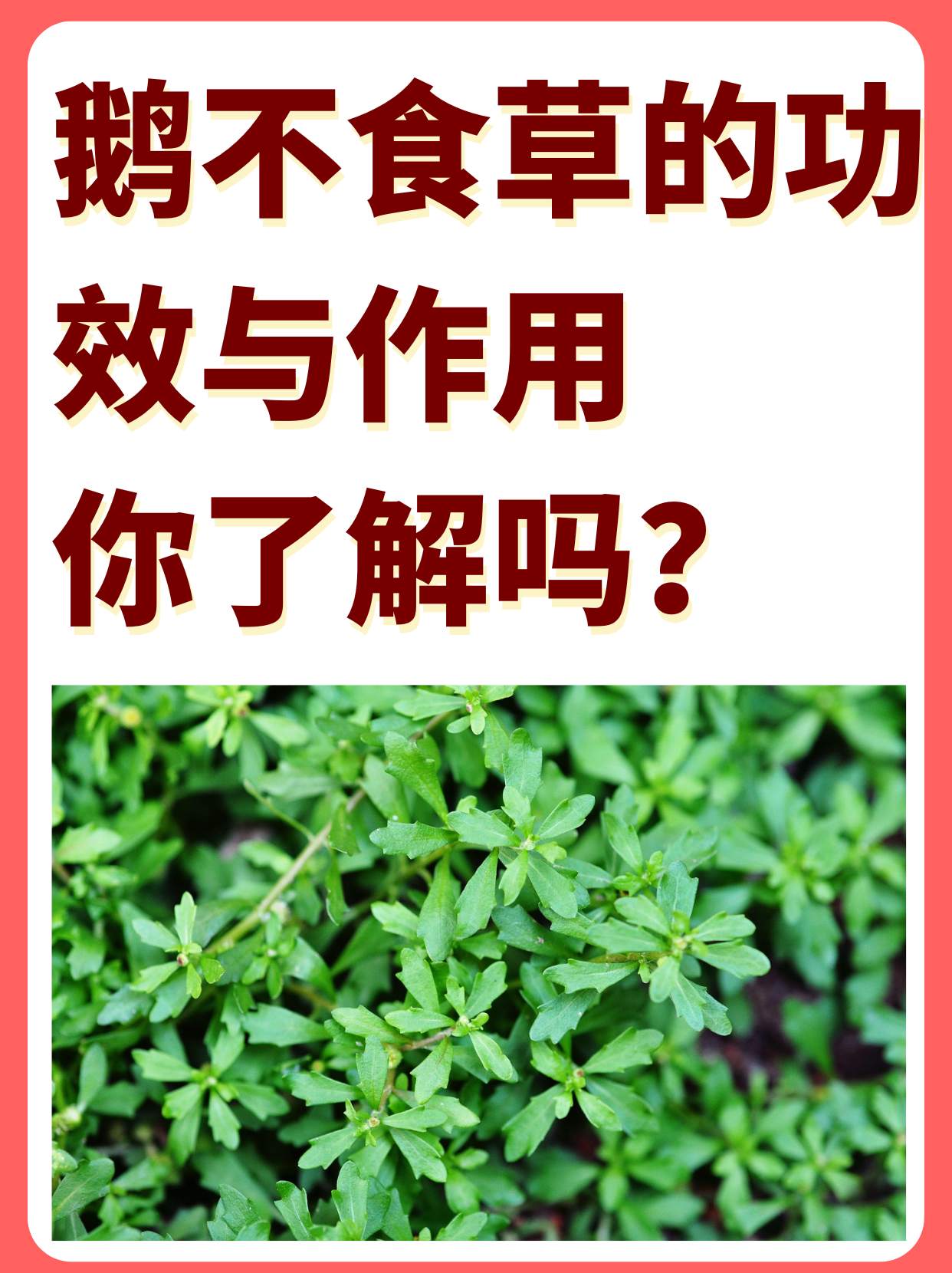 鹅不吃草功效图片