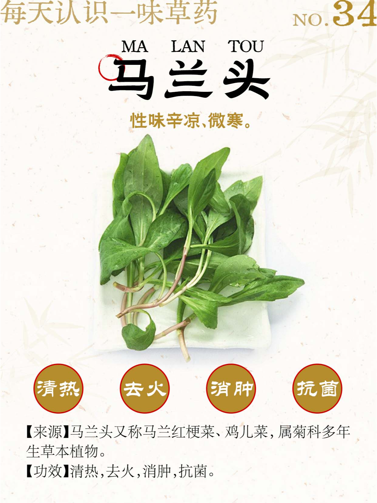 春日野菜马兰头,功效超乎你的想象6015