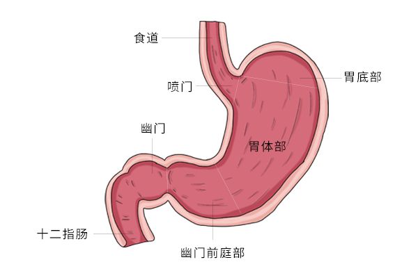 胃的部位在哪里图片