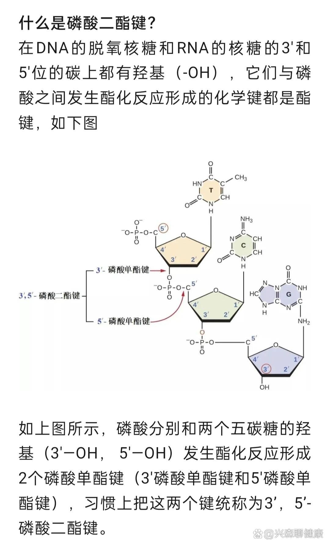 53磷酸二酯键图片