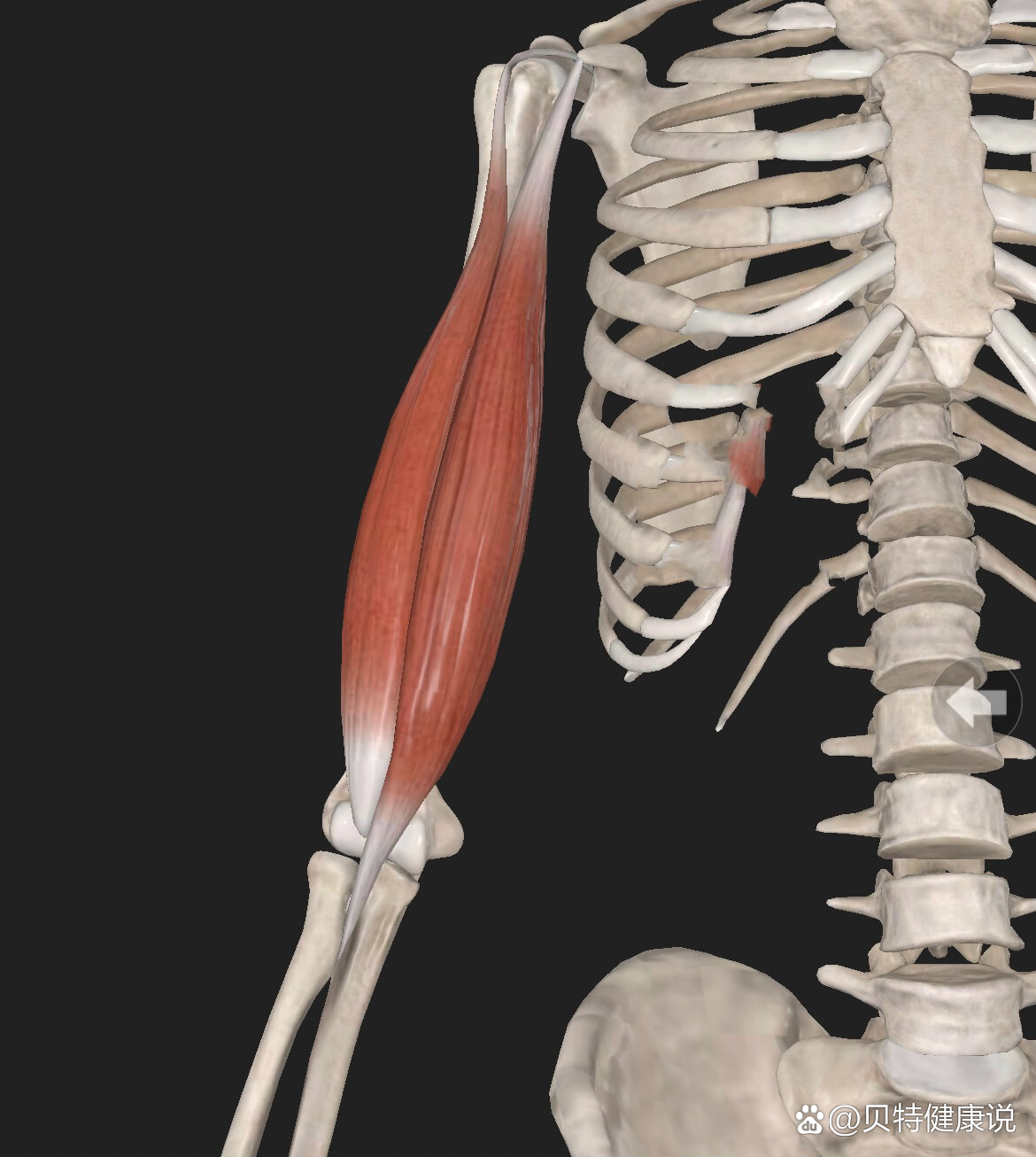 每日认识一块常用肌肉【肱二头肌】