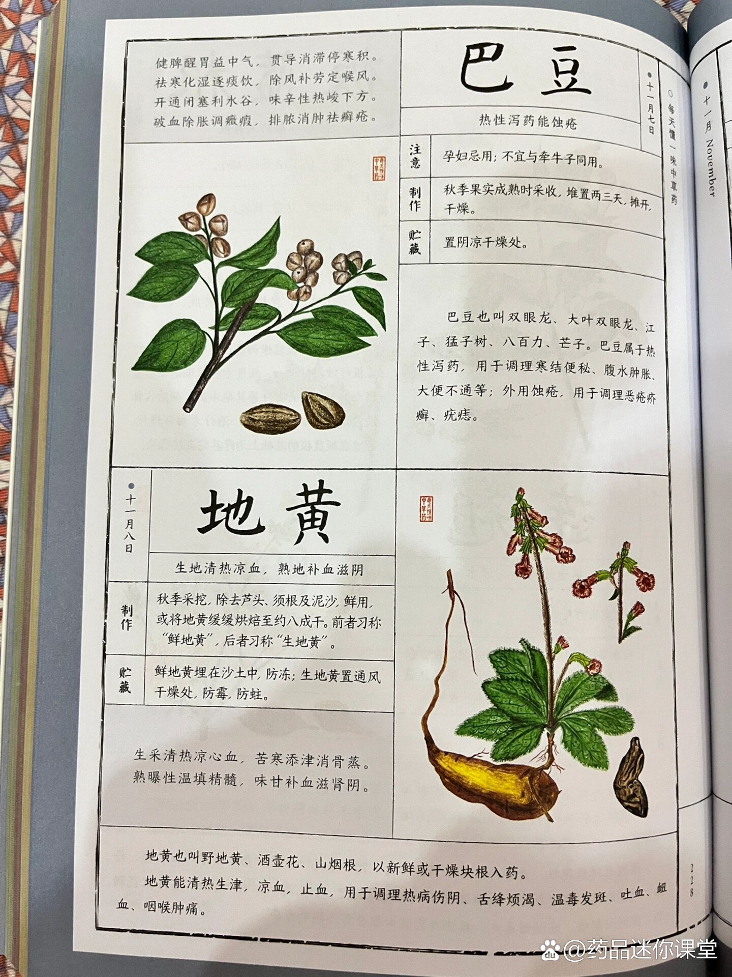 巴豆苗出售图片