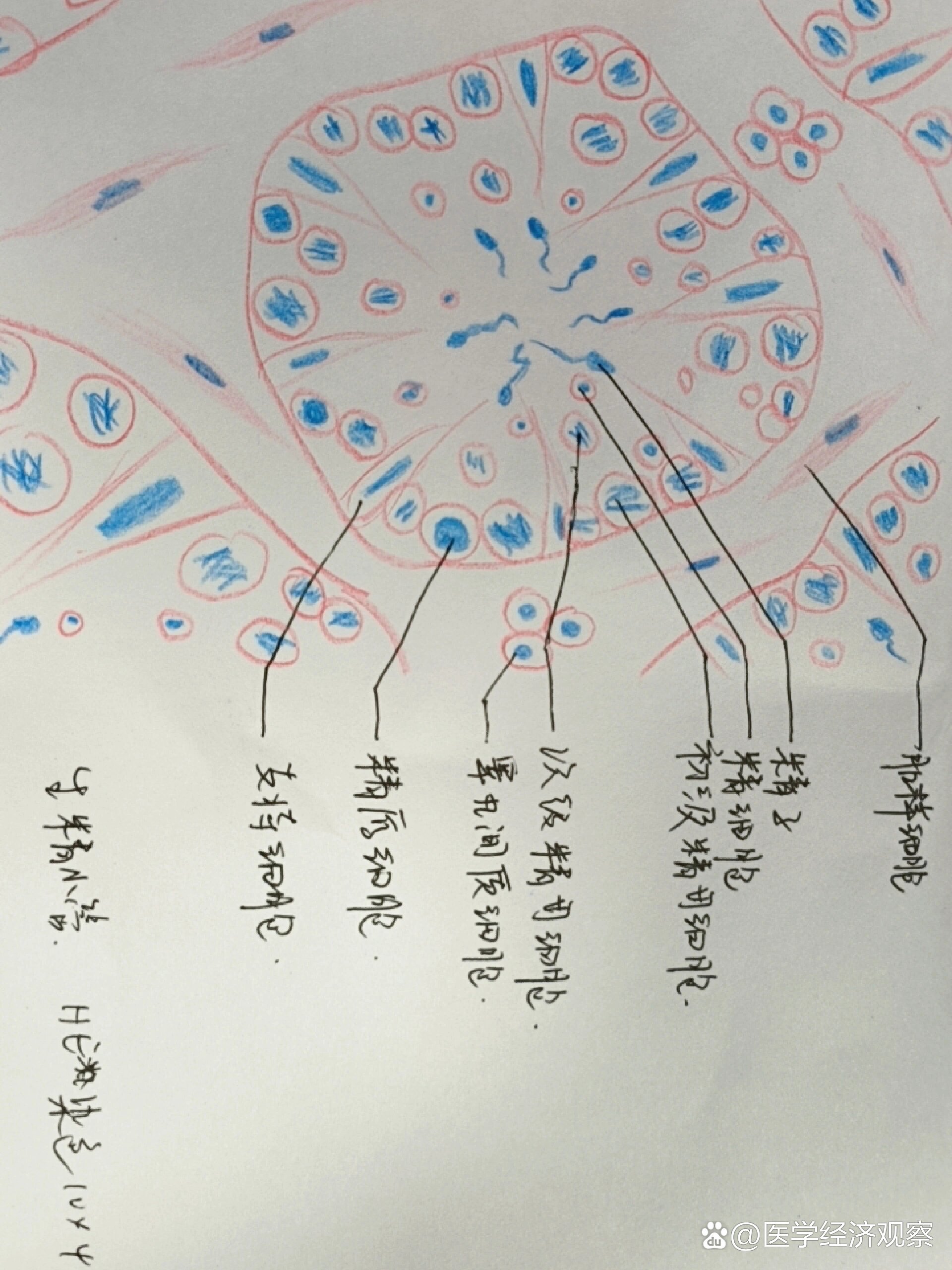 组胚绘图分享之生精小管红蓝铅笔绘图