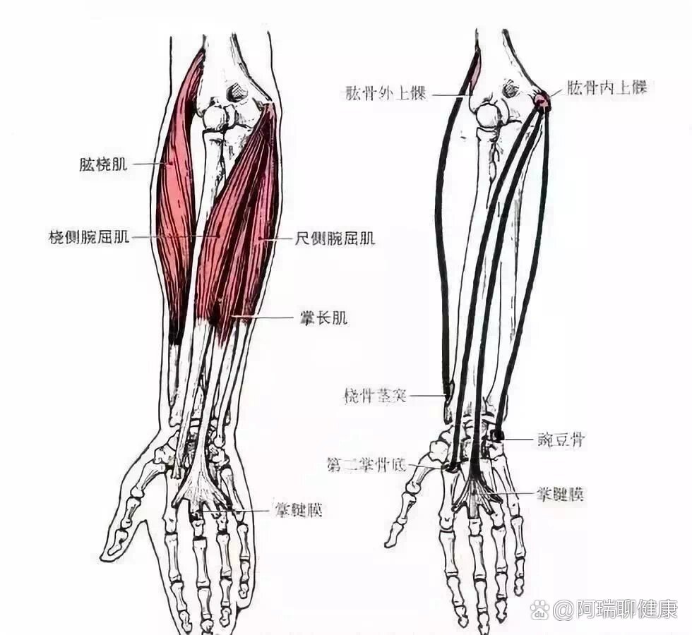 前臂肌群的解剖